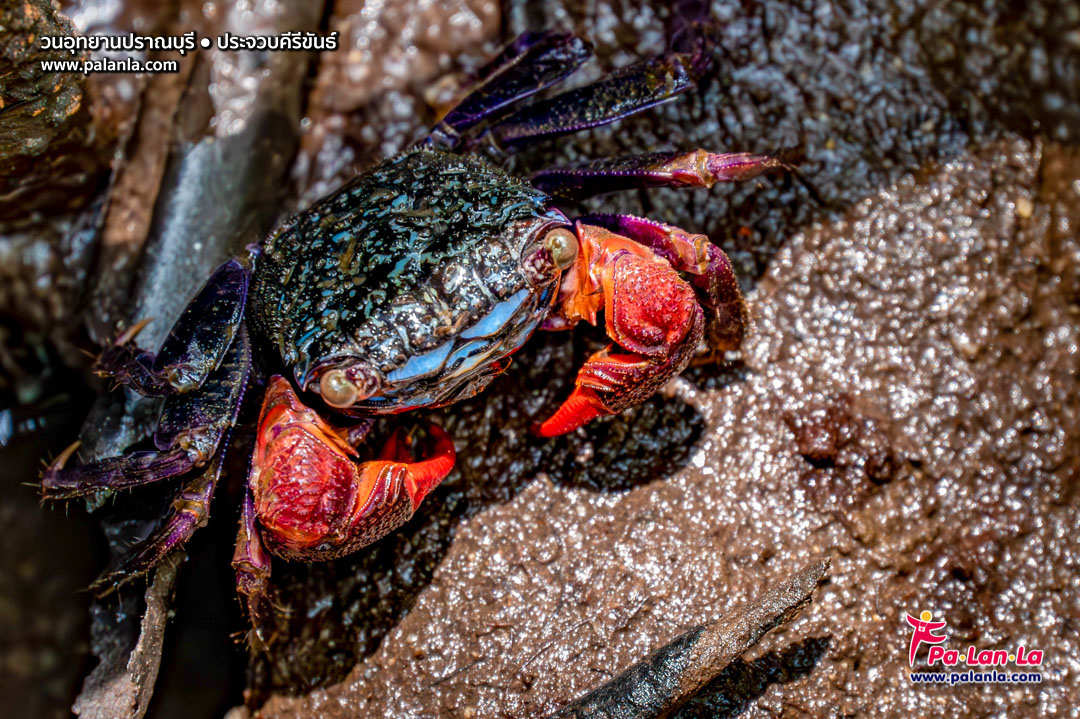 Pran Buri Forest Park
